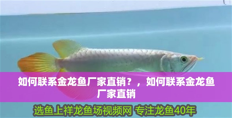 如何聯系金龍魚廠家直銷？，如何聯系金龍魚廠家直銷