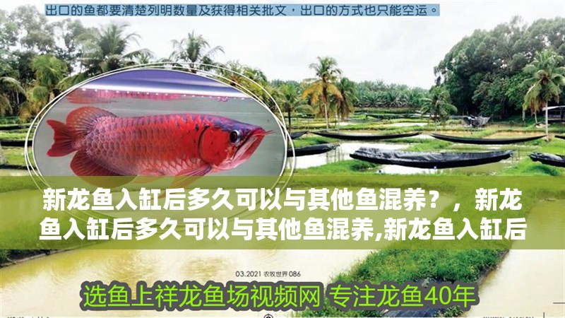 新龍魚入缸后多久可以與其他魚混養(yǎng)？，新龍魚入缸后多久可以與其他魚混養(yǎng),新龍魚入缸后多久喂食