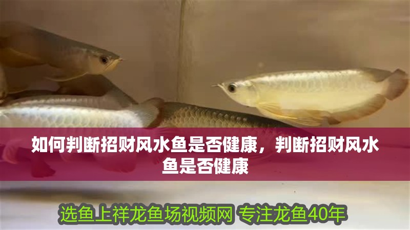 如何判斷招財風(fēng)水魚是否健康，判斷招財風(fēng)水魚是否健康
