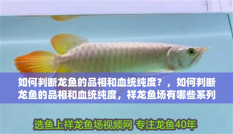 如何判斷龍魚的品相和血統純度？，如何判斷龍魚的品相和血統純度，祥龍魚場有哪些系列的金龍魚