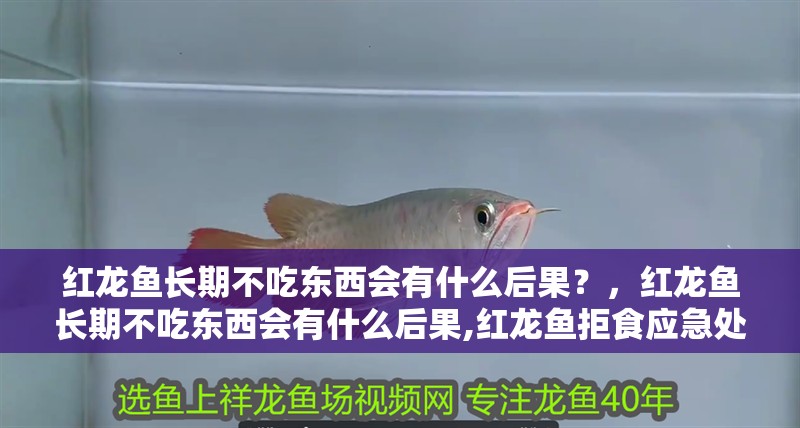 紅龍魚長期不吃東西會有什么后果？，紅龍魚長期不吃東西會有什么后果,紅龍魚拒食應急處理checklist