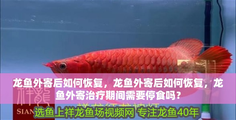 龍魚(yú)外寄后如何恢復(fù)，龍魚(yú)外寄后如何恢復(fù)，龍魚(yú)外寄治療期間需要停食嗎？