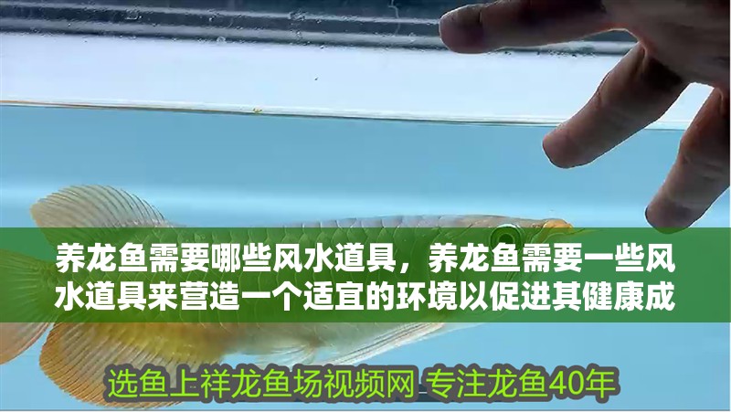 養(yǎng)龍魚需要哪些風水道具，養(yǎng)龍魚需要一些風水道具來營造一個適宜的環(huán)境以促進其健康成長