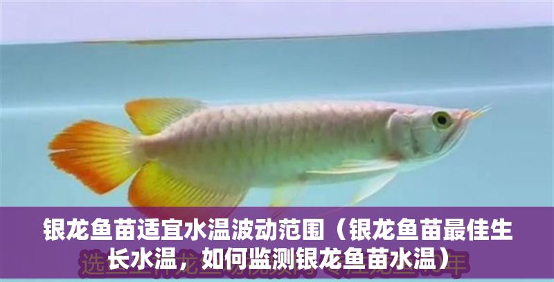 銀龍魚苗適宜水溫波動范圍（銀龍魚苗最佳生長水溫，如何監測銀龍魚苗水溫）