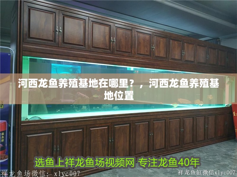 河西龍魚養殖基地在哪里？，河西龍魚養殖基地位置