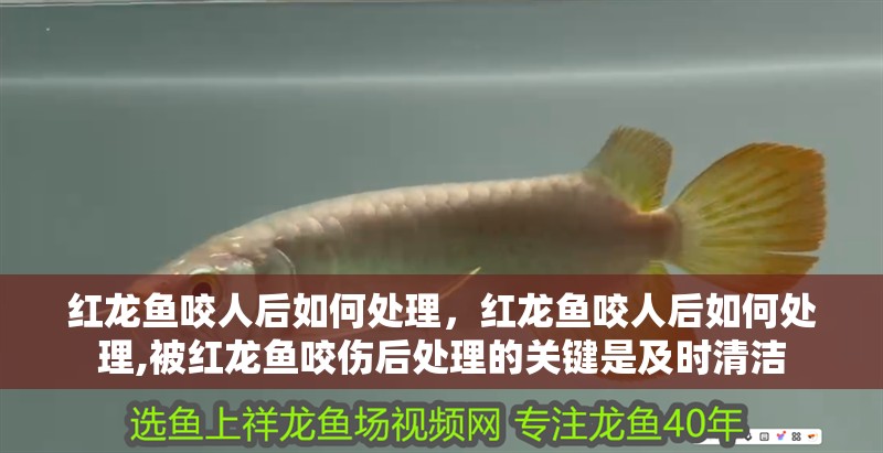紅龍魚咬人后如何處理，紅龍魚咬人后如何處理,被紅龍魚咬傷后處理的關鍵是及時清潔