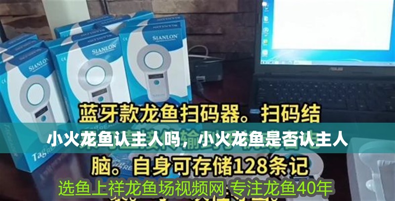 小火龍魚認主人嗎，小火龍魚是否認主人