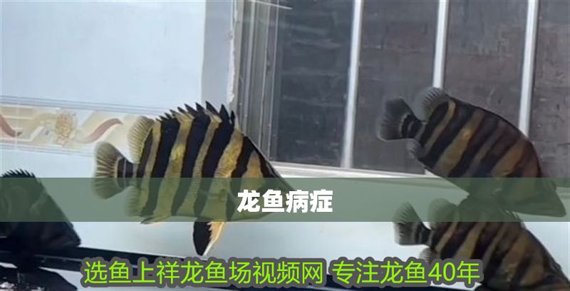 龍魚(yú)病癥