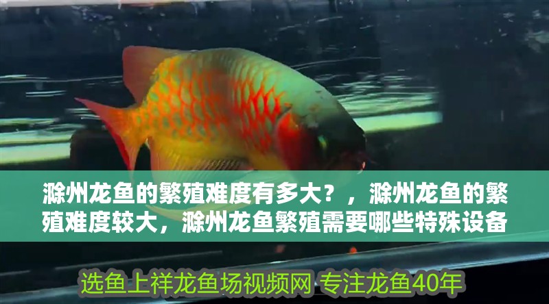 滁州龍魚的繁殖難度有多大？，滁州龍魚的繁殖難度較大，滁州龍魚繁殖需要哪些特殊設(shè)備