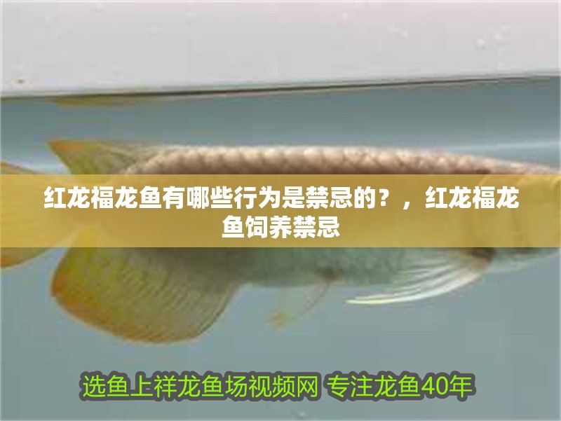 紅龍福龍魚有哪些行為是禁忌的？，紅龍福龍魚飼養禁忌