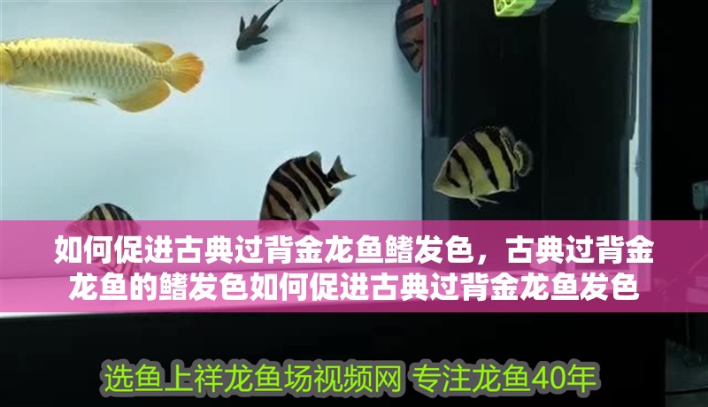 如何促進古典過背金龍魚鰭發色，古典過背金龍魚的鰭發色如何促進古典過背金龍魚發色