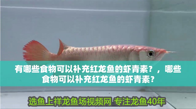 有哪些食物可以補充紅龍魚的蝦青素？，哪些食物可以補充紅龍魚的蝦青素？