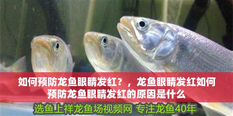 如何預防龍魚眼睛發紅？，龍魚眼睛發紅如何預防龍魚眼睛發紅的原因是什么