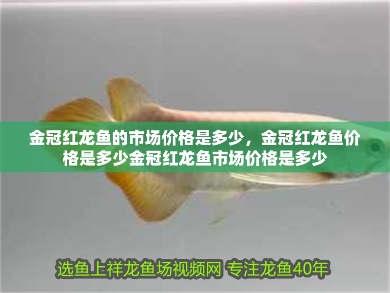 金冠紅龍魚的市場價格是多少，金冠紅龍魚價格是多少金冠紅龍魚市場價格是多少