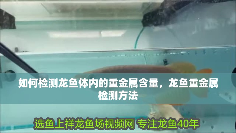如何檢測龍魚體內(nèi)的重金屬含量，龍魚重金屬檢測方法