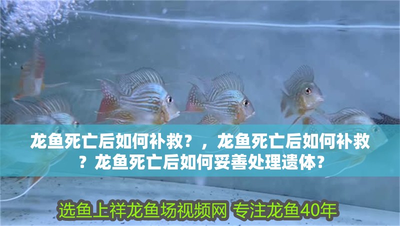 龍魚死亡后如何補(bǔ)救？，龍魚死亡后如何補(bǔ)救？龍魚死亡后如何妥善處理遺體？