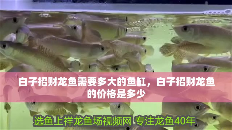 白子招財龍魚需要多大的魚缸，白子招財龍魚的價格是多少