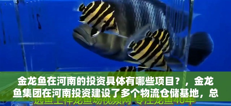 金龍魚在河南的投資具體有哪些項(xiàng)目？，金龍魚集團(tuán)在河南投資建設(shè)了多個(gè)物流倉(cāng)儲(chǔ)基地，總投資超百億元