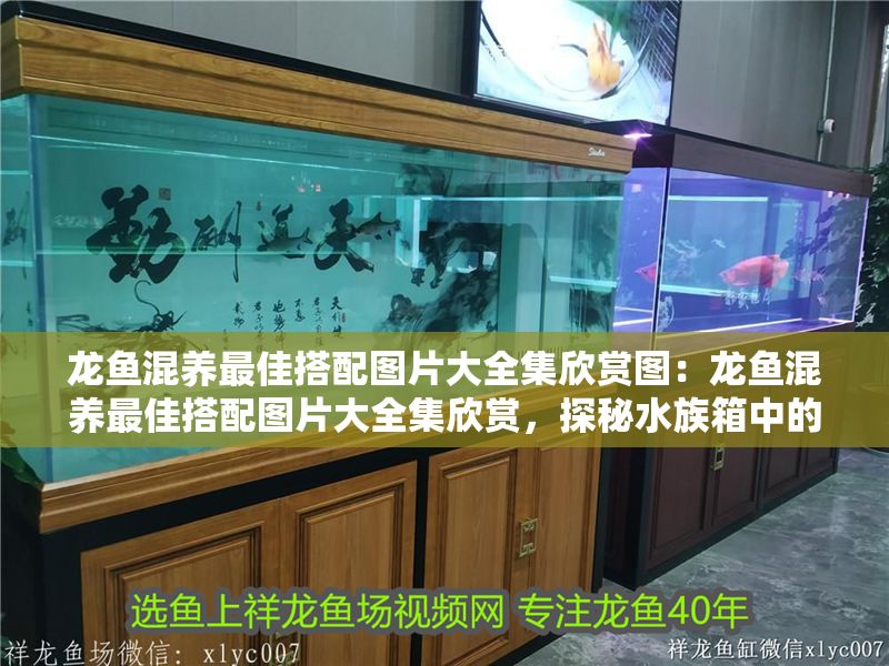龍魚混養最佳搭配圖片大全集欣賞圖：龍魚混養最佳搭配圖片大全集欣賞，探秘水族箱中的和諧共生之美