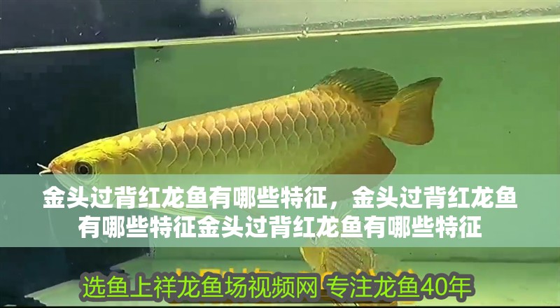 金頭過背紅龍魚有哪些特征，金頭過背紅龍魚有哪些特征金頭過背紅龍魚有哪些特征