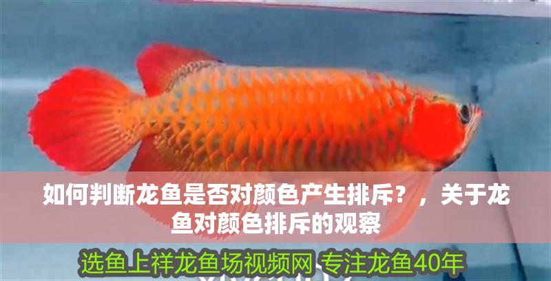 如何判斷龍魚是否對顏色產生排斥？，關于龍魚對顏色排斥的觀察