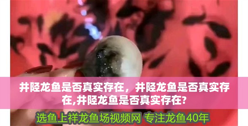 井陘龍魚是否真實存在，井陘龍魚是否真實存在,井陘龍魚是否真實存在?