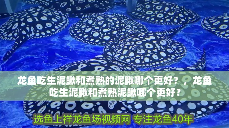 龍魚吃生泥鰍和煮熟的泥鰍哪個(gè)更好？，龍魚吃生泥鰍和煮熟泥鰍哪個(gè)更好？