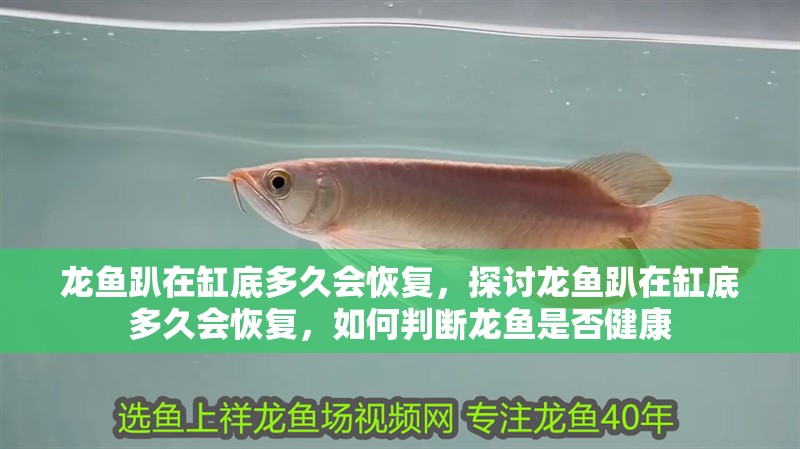 龍龜擺件應該多久清潔一次，龍龜擺件多久清潔一次