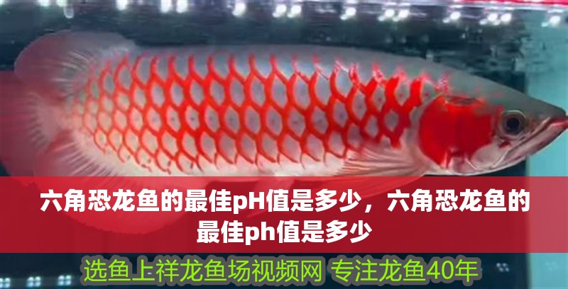 六角恐龍魚的最佳pH值是多少，六角恐龍魚的最佳ph值是多少