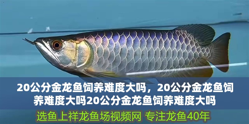 20公分金龍魚飼養難度大嗎，20公分金龍魚飼養難度大嗎20公分金龍魚飼養難度大嗎