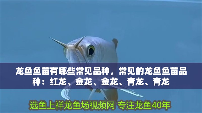 龍魚魚苗有哪些常見品種，常見的龍魚魚苗品種：紅龍、金龍、金龍、青龍、青龍