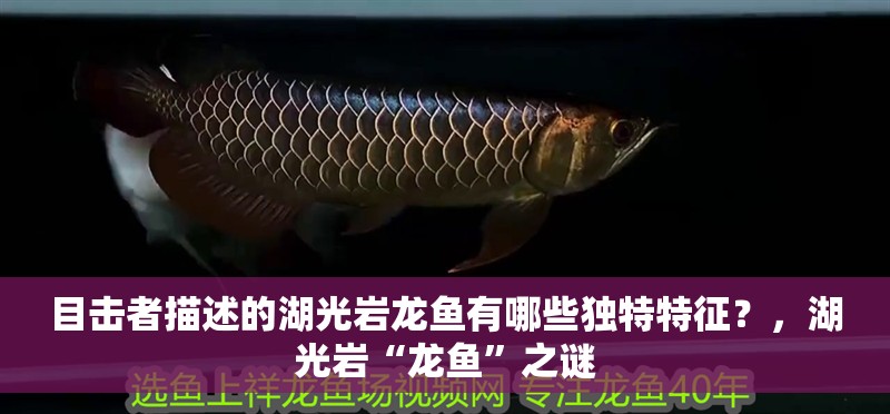 目擊者描述的湖光巖龍魚有哪些獨特特征？，湖光巖“龍魚”之謎