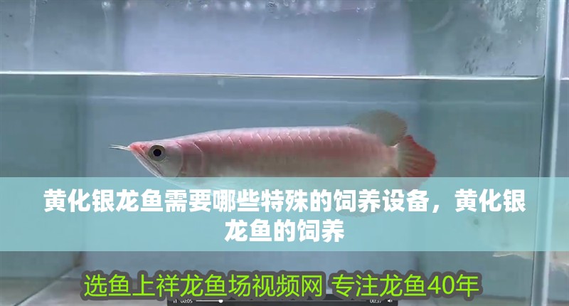 黃化銀龍魚需要哪些特殊的飼養(yǎng)設(shè)備，黃化銀龍魚的飼養(yǎng)