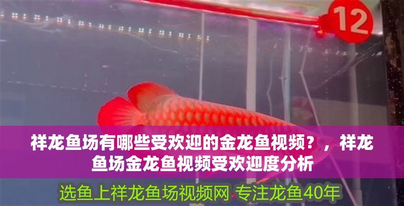 祥龍魚場有哪些受歡迎的金龍魚視頻？，祥龍魚場金龍魚視頻受歡迎度分析