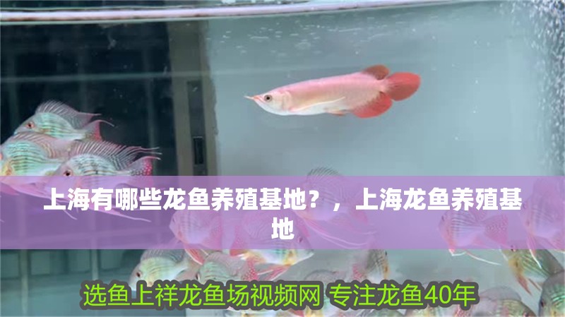 上海有哪些龍魚養(yǎng)殖基地？，上海龍魚養(yǎng)殖基地