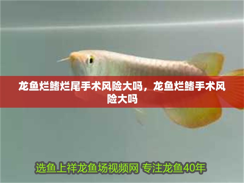 龍魚爛鰭爛尾手術風險大嗎，龍魚爛鰭手術風險大嗎