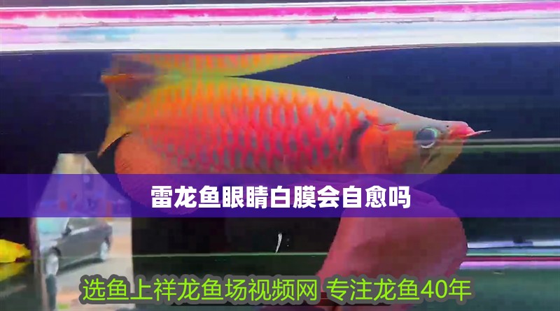 雷龍魚眼睛白膜會自愈嗎