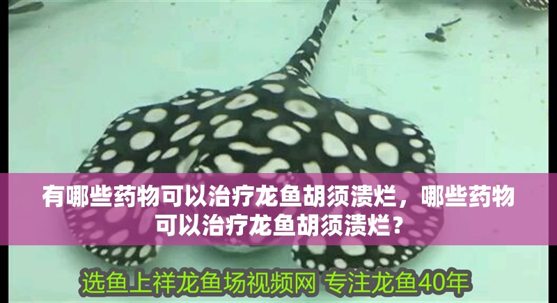 有哪些藥物可以治療龍魚胡須潰爛，哪些藥物可以治療龍魚胡須潰爛？