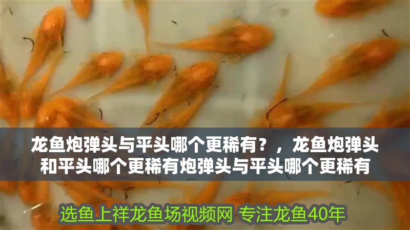 龍魚炮彈頭與平頭哪個更稀有？，龍魚炮彈頭和平頭哪個更稀有炮彈頭與平頭哪個更稀有
