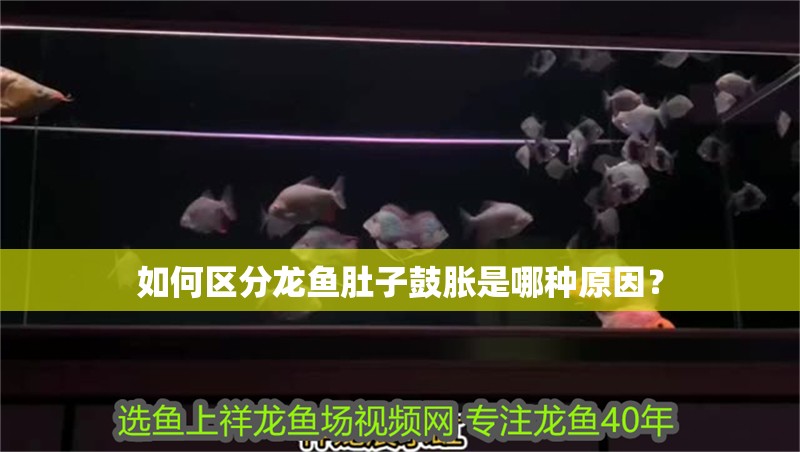 如何區分龍魚肚子鼓脹是哪種原因？