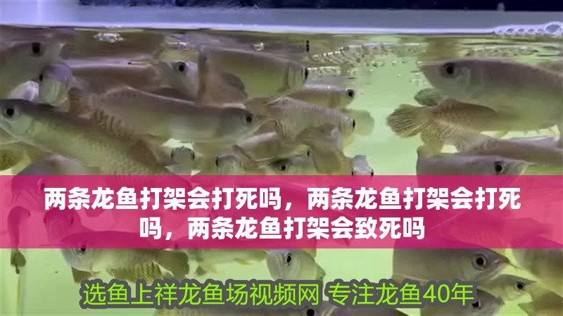 兩條龍魚打架會打死嗎，兩條龍魚打架會打死嗎，兩條龍魚打架會致死嗎