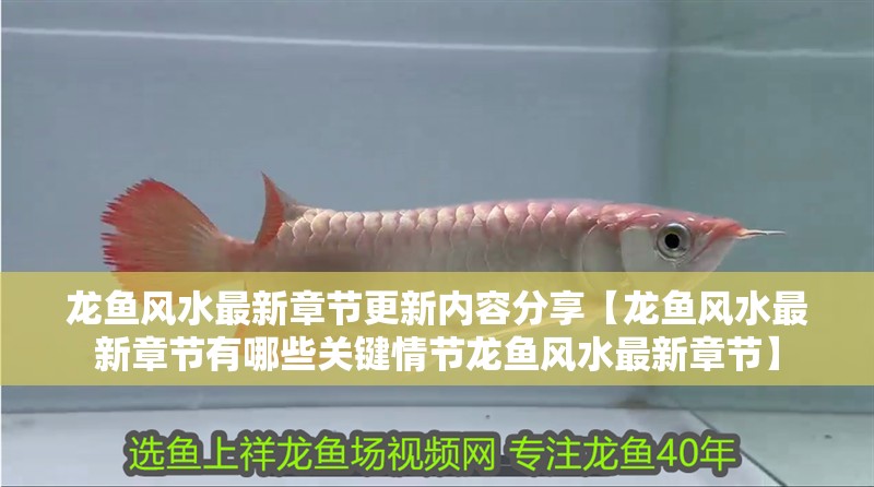 龍魚風水最新章節(jié)更新內容分享【龍魚風水最新章節(jié)有哪些關鍵情節(jié)龍魚風水最新章節(jié)】