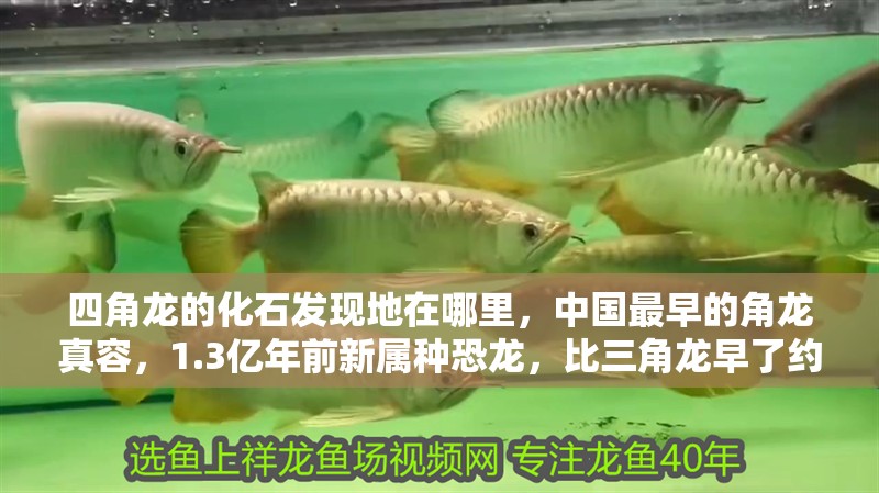 四角龍的化石發現地在哪里，中國最早的角龍真容，1.3億年前新屬種恐龍，比三角龍早了約5000萬年