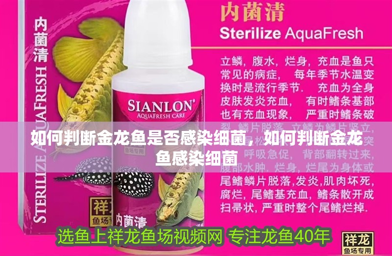 如何判斷金龍魚是否感染細菌，如何判斷金龍魚感染細菌