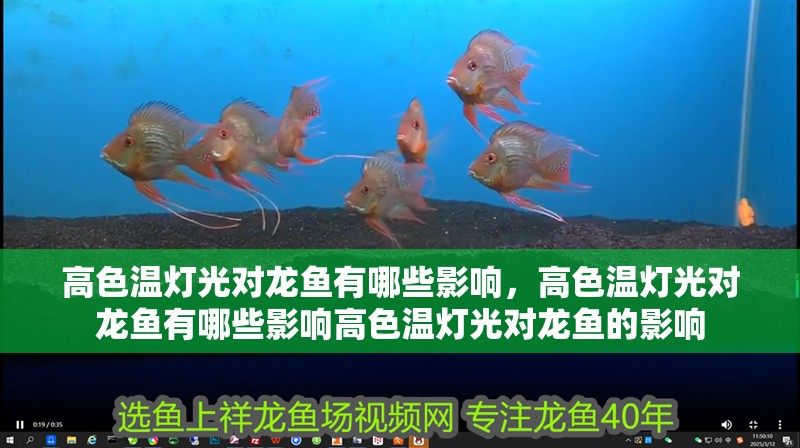高色溫燈光對龍魚有哪些影響，高色溫燈光對龍魚有哪些影響高色溫燈光對龍魚的影響
