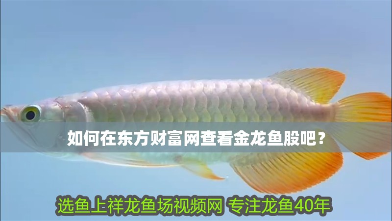 如何在東方財富網查看金龍魚股吧？