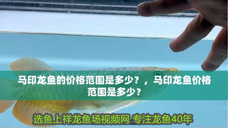馬印龍魚的價格范圍是多少？，馬印龍魚價格范圍是多少？