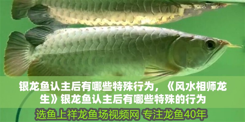 銀龍魚認主后有哪些特殊行為，《風水相師龍生》銀龍魚認主后有哪些特殊的行為