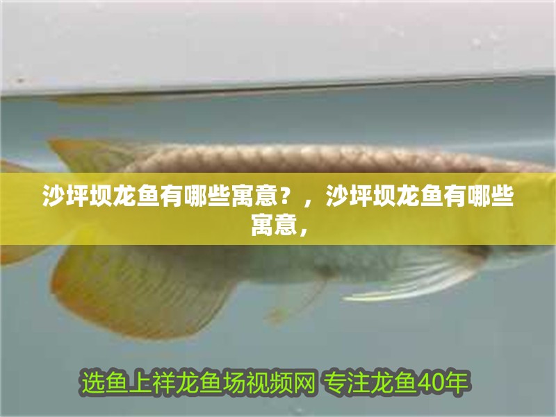 沙坪壩龍魚(yú)有哪些寓意？，沙坪壩龍魚(yú)有哪些寓意，