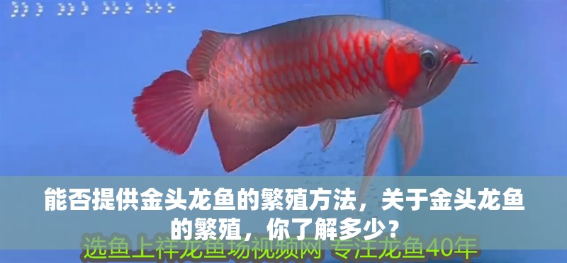 能否提供金頭龍魚的繁殖方法，關于金頭龍魚的繁殖，你了解多少？